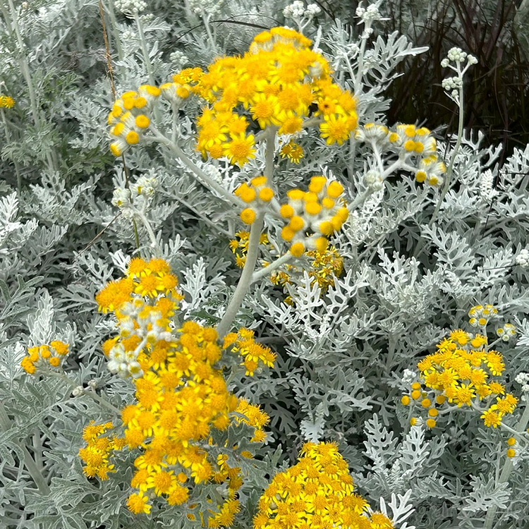 Dusty Miller - Jacobaea maritima Seeds